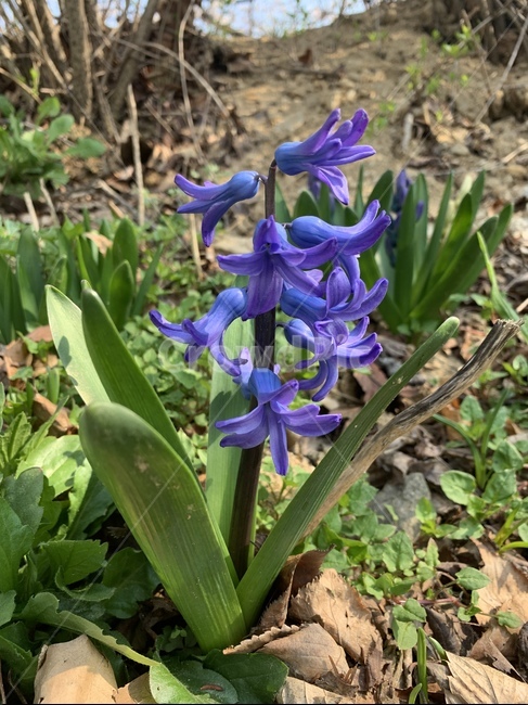 식물,꽃,보라색꽃,flower,plant