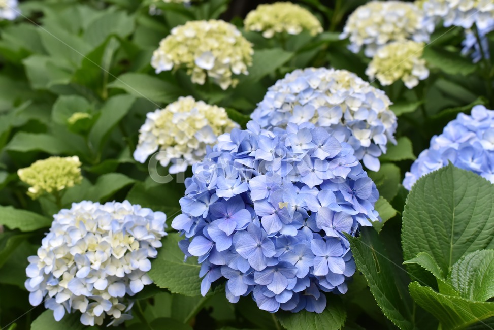 수국,파란색수국,파란색,보라색,꽃,flower,식물,blossom,식물,자연,plants,nature,꽃,flower