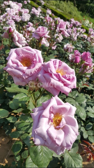 분홍장미,장미꽃,장미축제,꽃향기,장미공원,식물,자연,plants,nature,꽃,flower