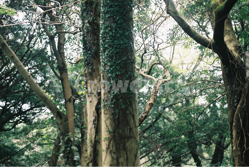 나무,제주도,자연,초록,힐링,식물,자연,plants,nature,나무,trees,wood,감성,sensible,feeling,휴식,힐링,rest,relaxation,healing