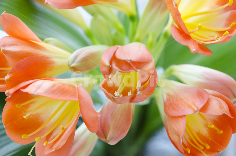 plant,식물,blossom,flower,꽃,kaffirlily,군자란,난,주황색,뷰티풀,아름다움,향기로움,식물,자연,plants,nature,꽃,flower