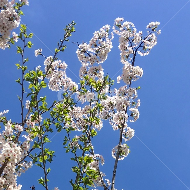 봄,벚꽃,나무,하늘,가지,초록색,흰색,하늘색,뷰,view,경치,꽃,봄,계절,spring,season,식물,자연,plants,nature,꽃,flower,plant,blossom