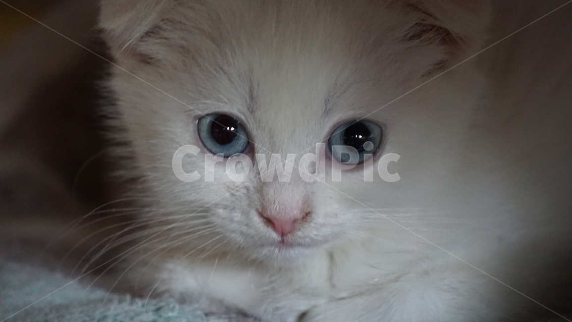 고양이,반려묘,반려동물,스코티시폴드,아깽이,하얀고양이,파란눈고양이,아기고양이,cat,kitten,scottishfold,말썽꾸러기,allie,동물,animal,포유류,mammal,고양이,cat,kitten,kitty