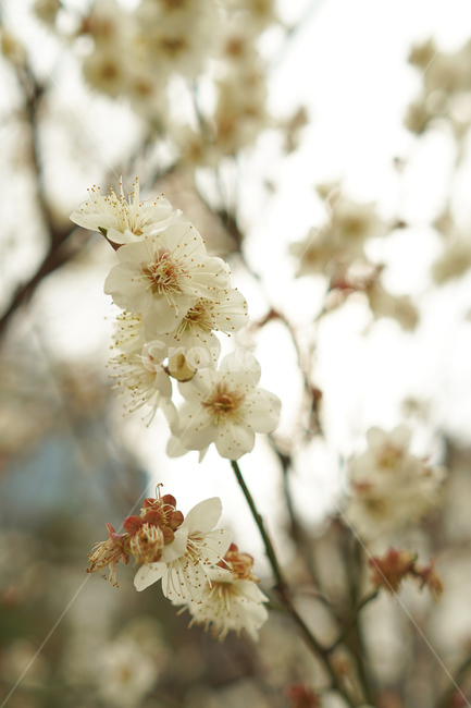꽃,매화,매화꽃,봄,흰색,식물,자연,plants,nature,꽃,flower