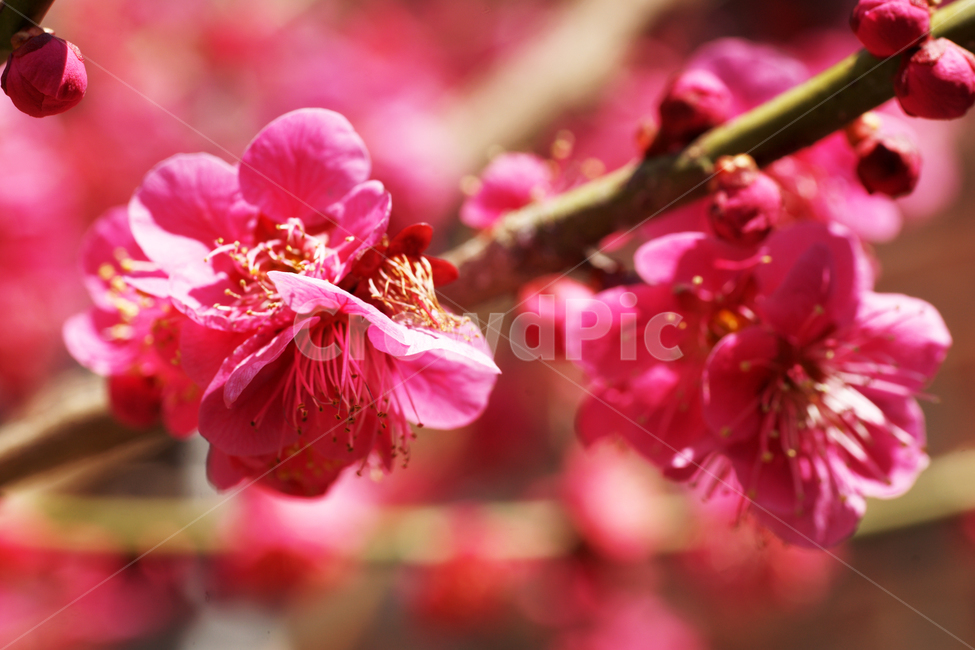 홍매화,매화,붉은색,봄,계절,봄,계절,spring,season,식물,자연,plants,nature,꽃,flower,plant,blossom