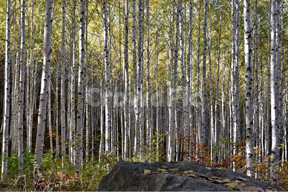 자작나무,자작나무숲,원대리,betulaplatyphylla,siberiansilverbirch,인제자작나무숲,원대리자작나무,자연,풍경,nature,landscape,식물,plants,나무,trees,wood,tree,plant,birch,자작 나무