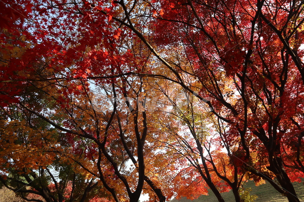 단풍,단풍나무,낙엽,빨간색,가을,잔디,가을하늘,가을단풍,은행나무,가을,계절,fall,autumn,season,자연,풍경,nature,landscape,tree,나무,plant,식물,leaf,잎,maple