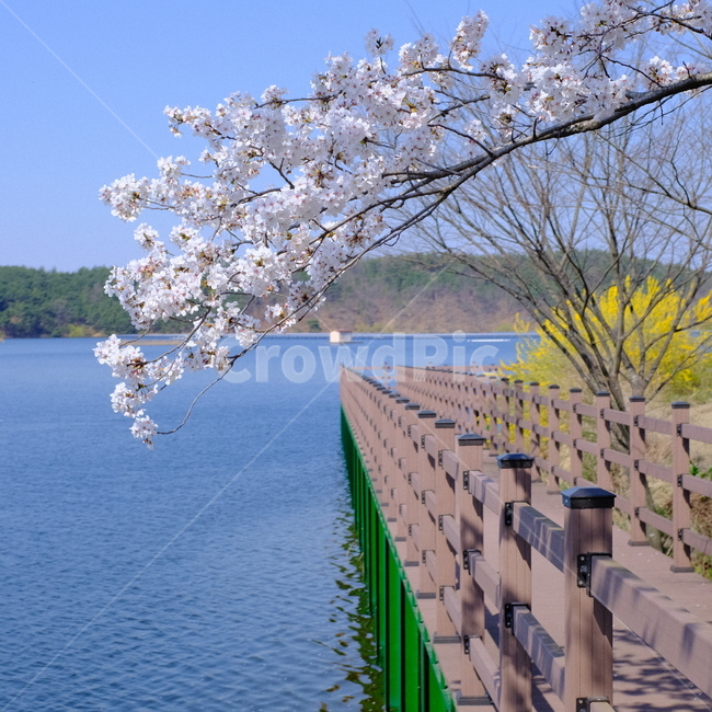 벚꽃,저수지,산책로,벚꽃나무,호수,blossom,flower,spring,plant,개화,봄,자연,나들이