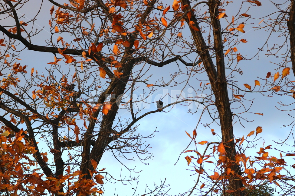 하늘,구름,나무,자연,풍경,새,까마귀,조류,동물,가을,계절,fall,autumn,season,식물,자연,plants,nature,나무,trees,wood,동물,animal,조류,새,birds,tree,plant,tree trunk,나무 줄기