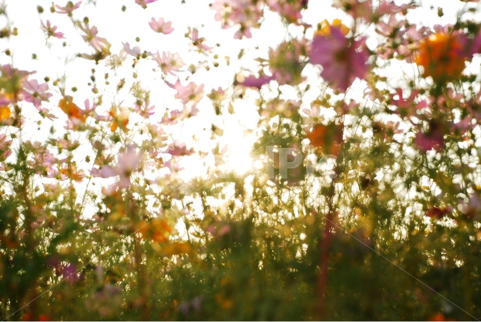 코스모스,꽃,자연,벌,햇살,flower,nature,봄,spring,sunlight,따뜻한,향기,봄바람,가을,꽃내음,식물,자연,plants,nature,꽃,flower