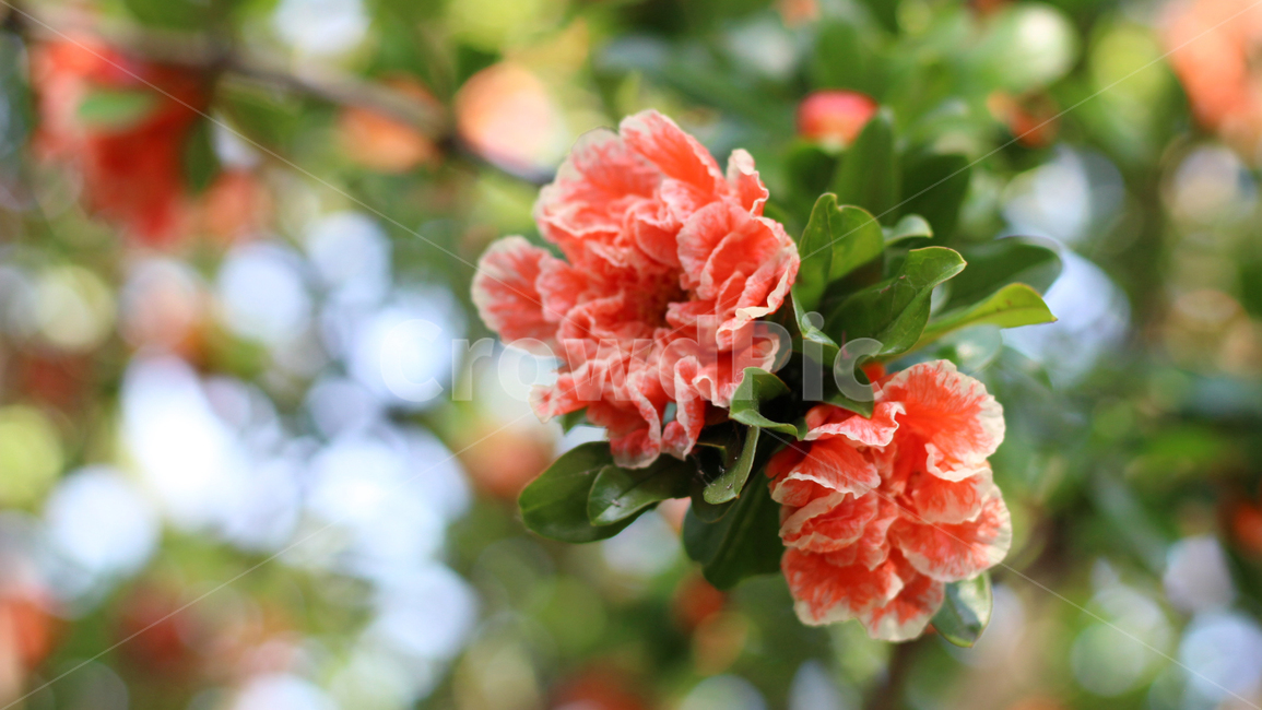 plant,식물,blossom,flower,꽃,봄,spring,겹벚꽃,벚꽃,이국적,식물,자연,plants,nature,꽃,flower