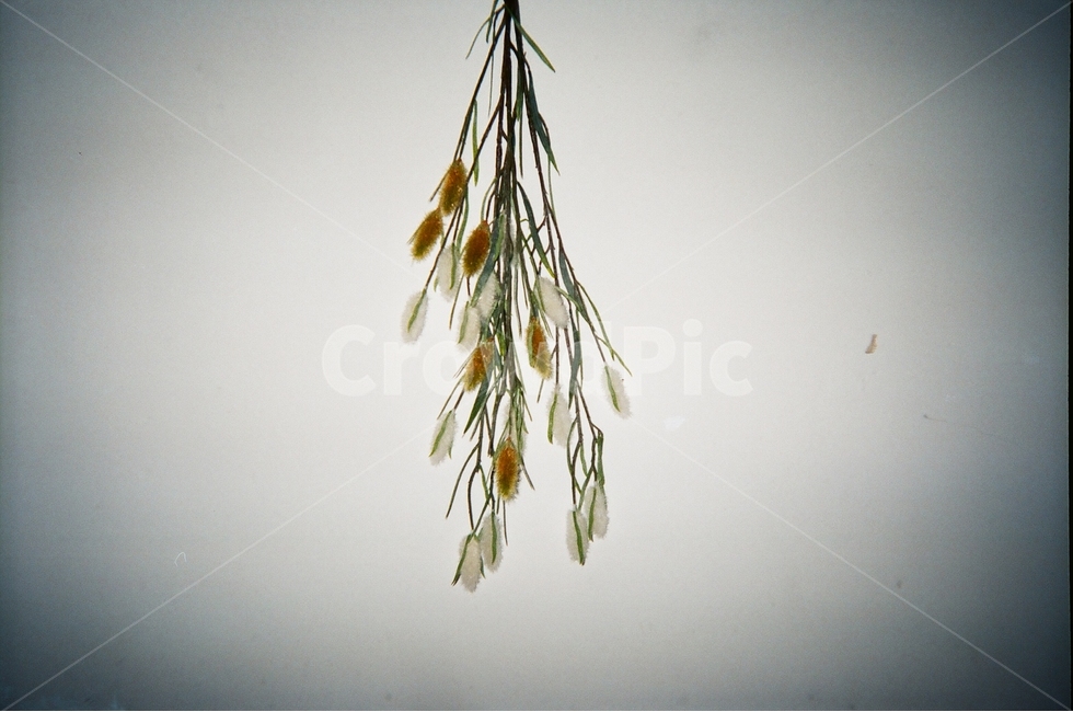 풀,필름,감성사진,작품,예술,필름사진,식물,자연,plants,nature,실내용화초,화분,화초,house plant