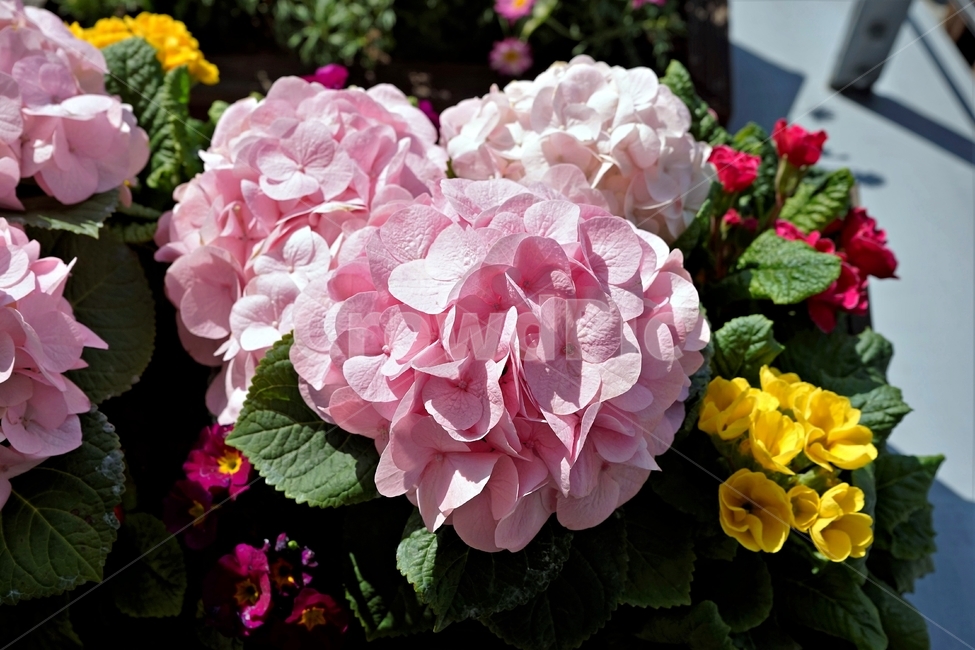 봄,정원,가드닝,원예,원예식물,화려,식물,꽃,garden,scent,healing,bloom,colorful,floral,flower,gardenflowers,happymind,life,nature,plant,spring