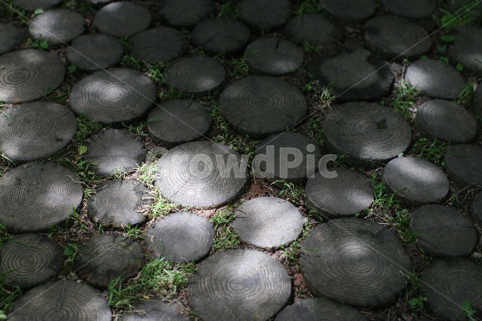 나무밑동,나이테,식물,그늘진,수목원,자연의,힐링,사색,빛,그림자,butt,shadow,나무,trees,wood