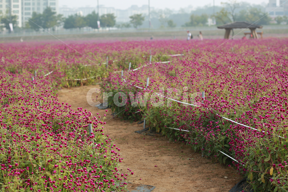 꽃,천일홍,분홍,양주나리공원,flower,pink,nature,자연,자연,풍경,nature,landscape,한국자연풍경,한국자연경관,korea nature landscape,ground,바닥,plant,식물,human,인간,person,사람