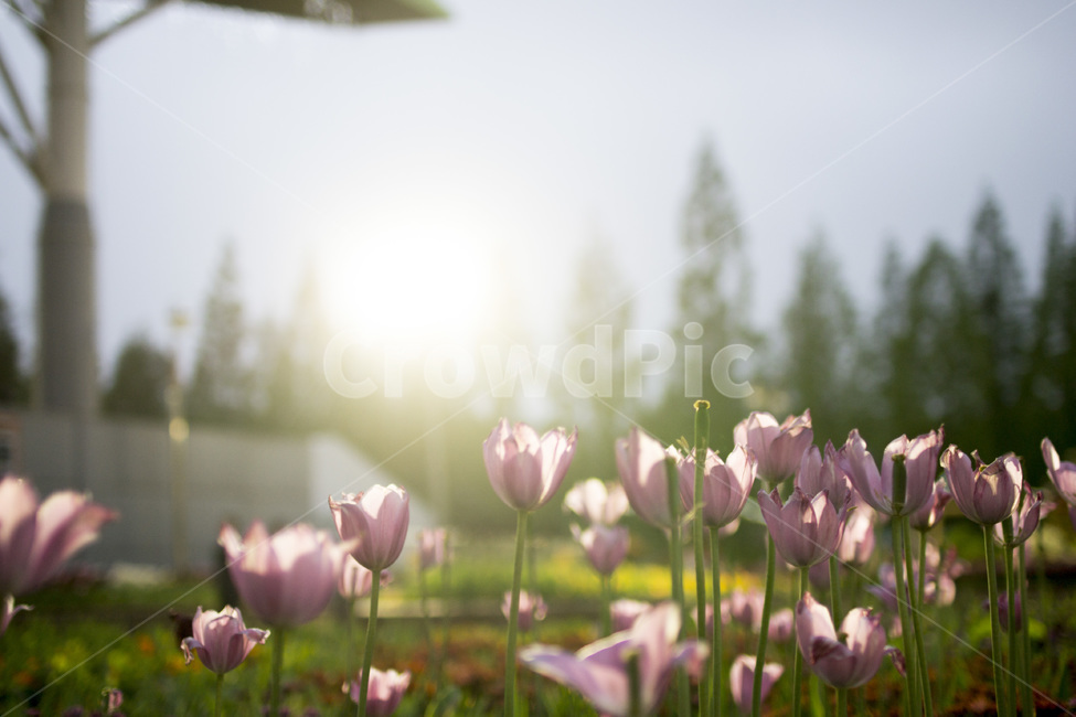 감성사진,flower,꽃,식물,plant,봄,식물,자연,plants,nature,꽃,flower