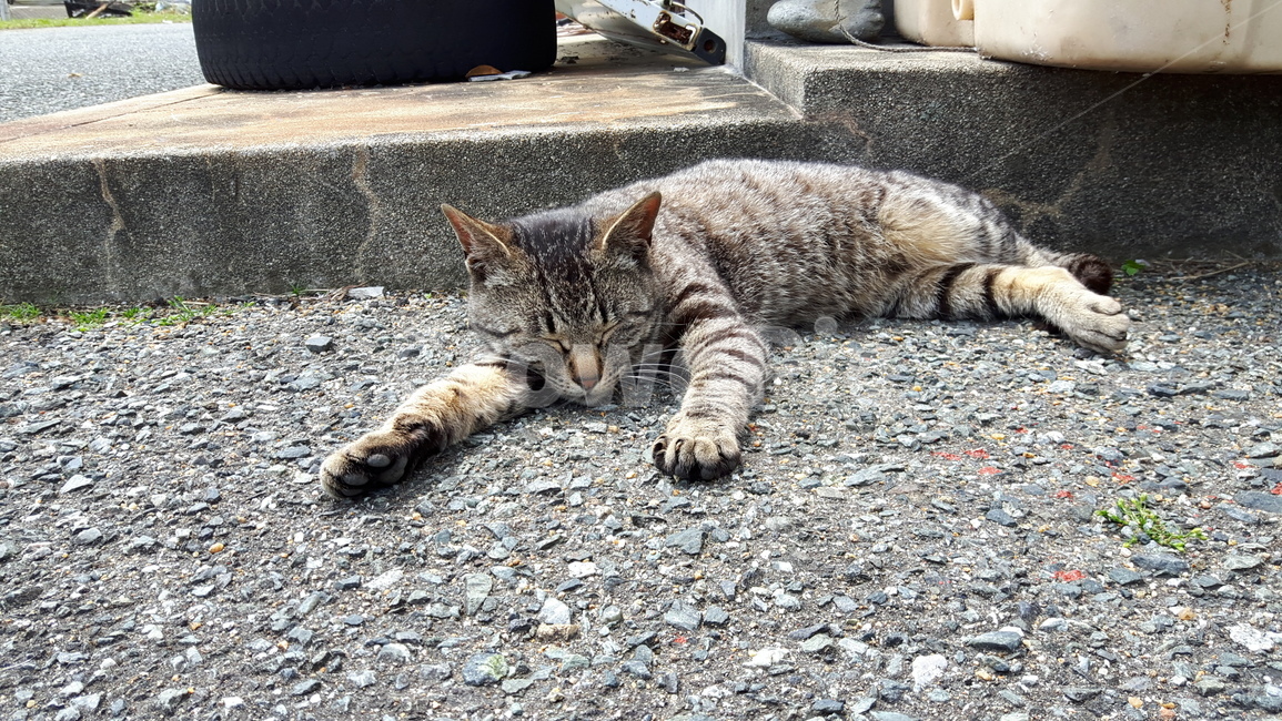 고양이,고양이섬,일본고양이섬,아이노시마,후쿠오카