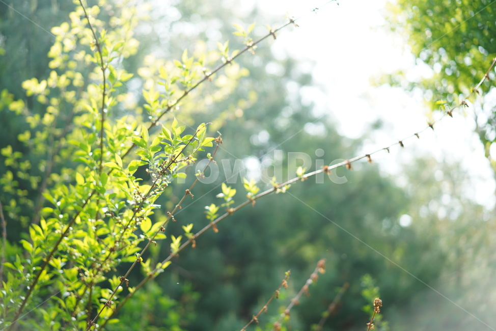 숲,녹색,나무,그린,잎,자연,식물,빛,green,생물,생명
