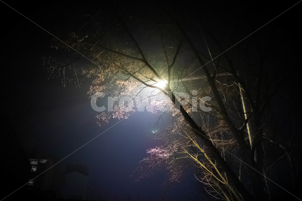 감성,불빛,가로등,조명,나무사이빛,야경,밤,풍경,nightscape,night,landscape