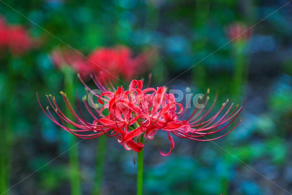 상사화,꽃무릇,꽃,자연,식물,나무,plant,tree,blossom,flower,nature,불갑사,꽃밭,landscape,red,식물,자연,plants,nature,꽃,flower