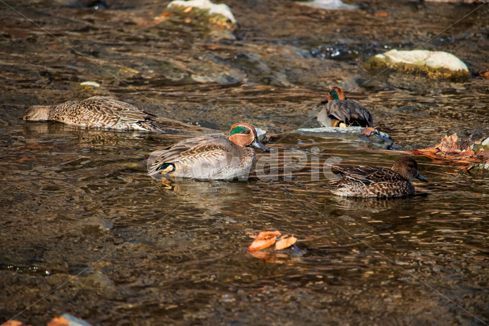 쇠오리,오리,조류,사냥,야생,물,새,greenwingedteal,teal,eurasianteal,tealduck,duck,bird,개울,야생조류,동물,물새,먹이,수영,헤엄,자연,무리,친구,가족,소형오리,작은오리,겨울철새,겨울새,철새,들새,암컷,수컷,물결,귀여운,귀엽다,귀여움,생태계,환경,부리,날개,깃털,젖은,젖다,야생동물,개천,시내,시냇물,도랑,호수,강,연못,못,하천,돌,야외,활동,움직임,겨울,아름다운,기러기목,오리과,animal,migratorybird,hunting,swimming,swim,group,friend,family,female,male,drake,little,small,waterfowl,wave,cute,nature,feed,ecosystem,environment,beak,wing,feather,wild,wildlife,water,brook,stream,lake,pond,river,ditch,stone,outdoor,activity,winter,wet,beautiful,동물,animal,조류,새,birds
