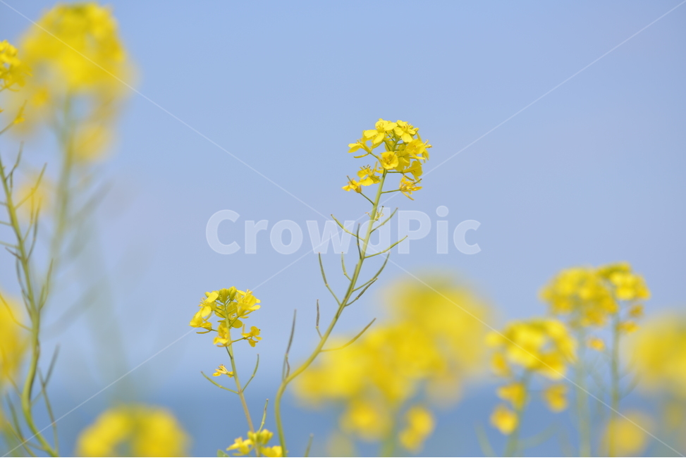 유채꽃,plant,식물,봄,꽃,식물,자연,plants,nature,꽃,flower
