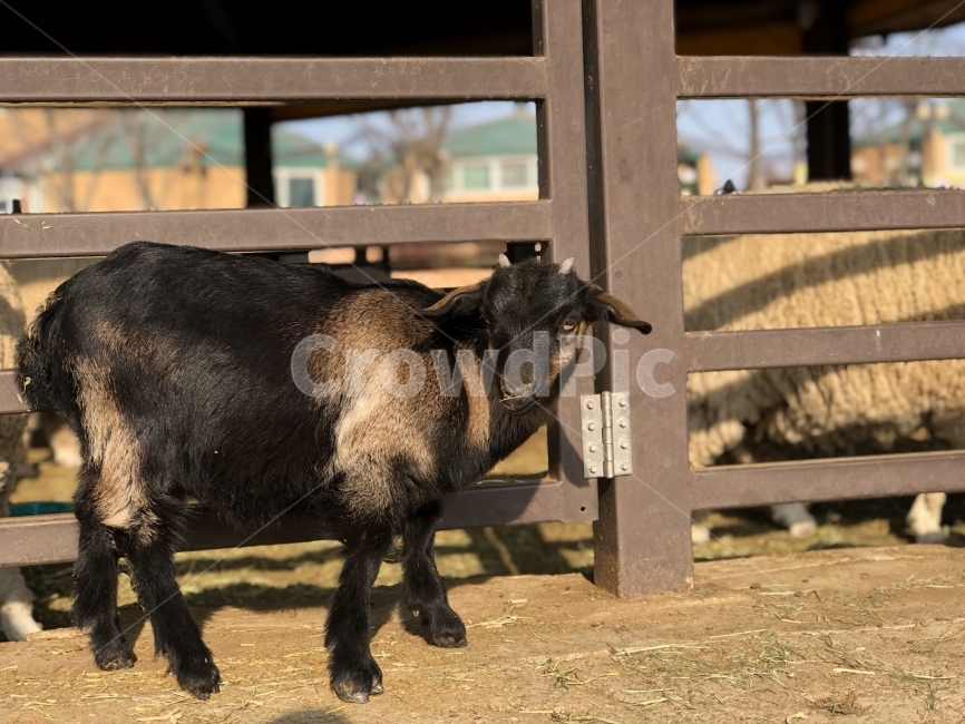 동물,공원,동물원,염소,여행,동물,animal,포유류,mammal,산업,industry,industrial,목축업,목장,livestock farming,ranching,pasture