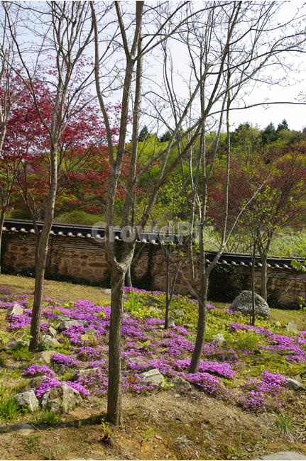 꽃잔디,식물,flower,plants,nature,꽃,꽃밭,color,나무,수목원,기와담,담,담장,자연,풍경,nature,landscape,한국자연풍경,한국자연경관,korea nature landscape,한국전통,한국문화,korean traditional,korean culture