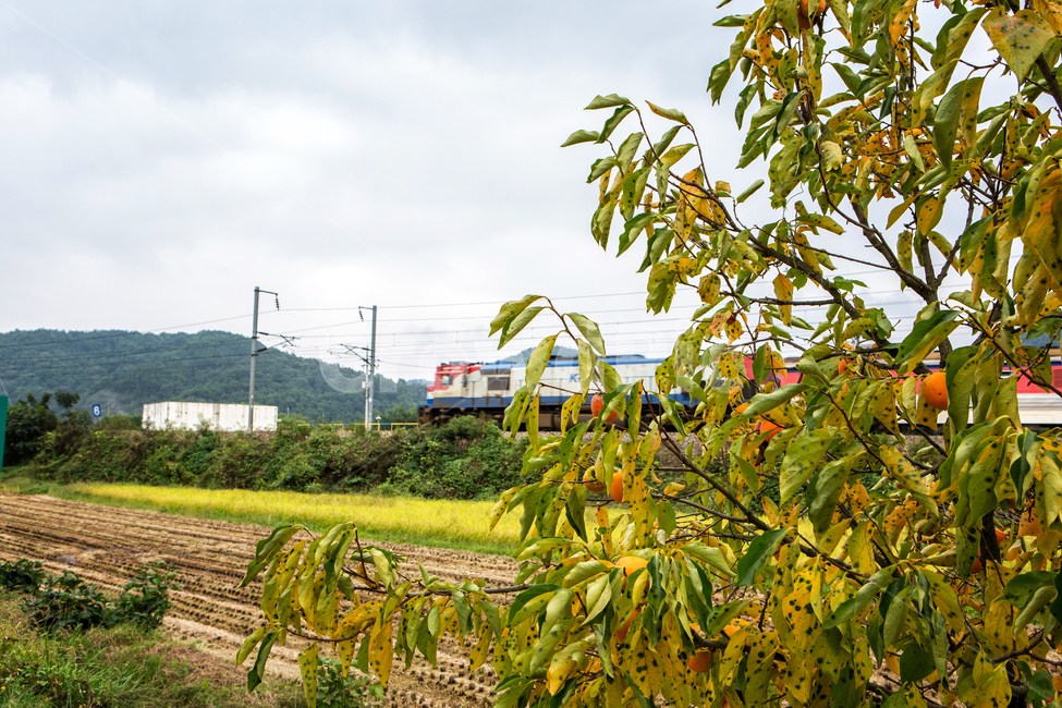 교통,산업,철도,가을,논,감,감나무,시골,철로,기차,열차,이동수단,실외,경치,계절,한국,자연,풍경,한국풍경,교통,교통수단,traffic,transportation