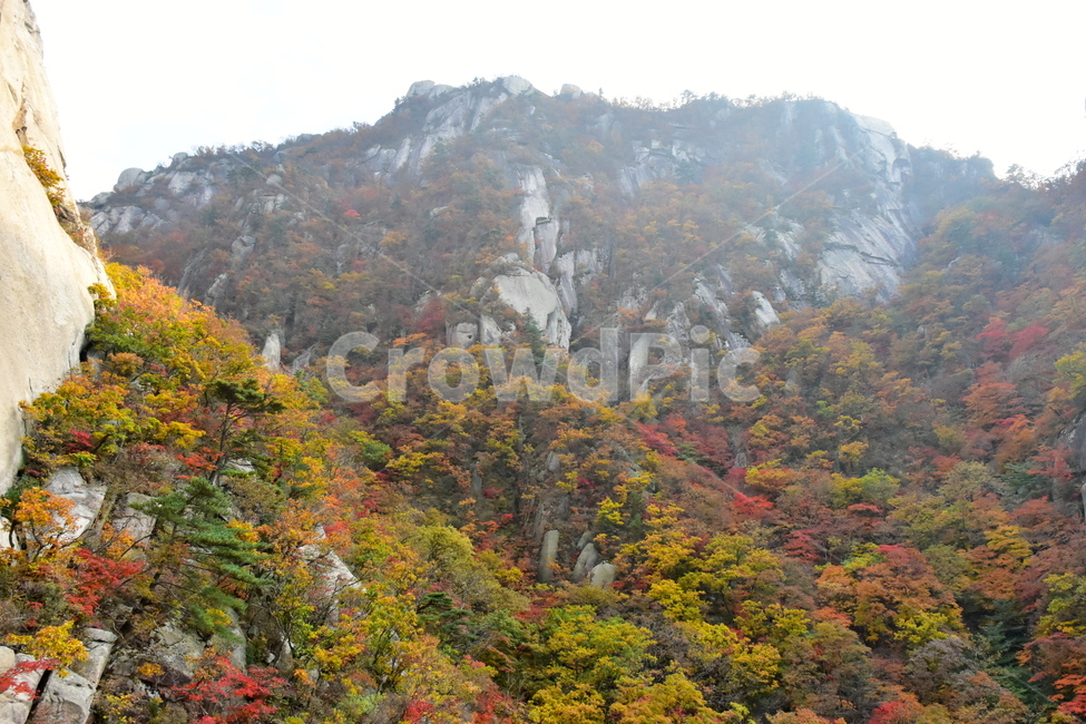 가을,단풍,자연,풍경,북한산,잎,단풍잎,붉은,나무,계절,계곡,숲,힐링,plant,fall,autumn,season,forestnature,landscape,한국자연풍경,한국자연경관,korea,tree,maple,leaf,가을,계절,fall,autumn,season,자연,풍경,nature,landscape,outdoors,옥외