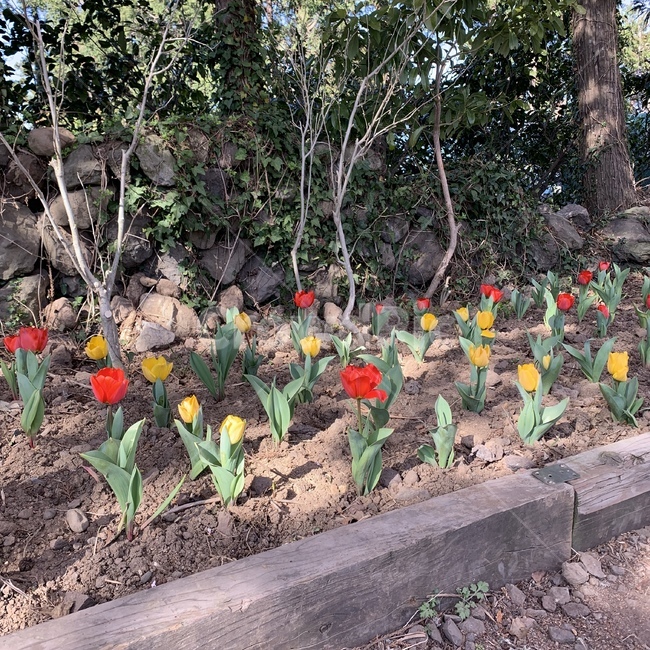 꽃,튤립,화단,꽃밭,식물,flower,tulip,식물,자연,plants,nature,꽃,flower