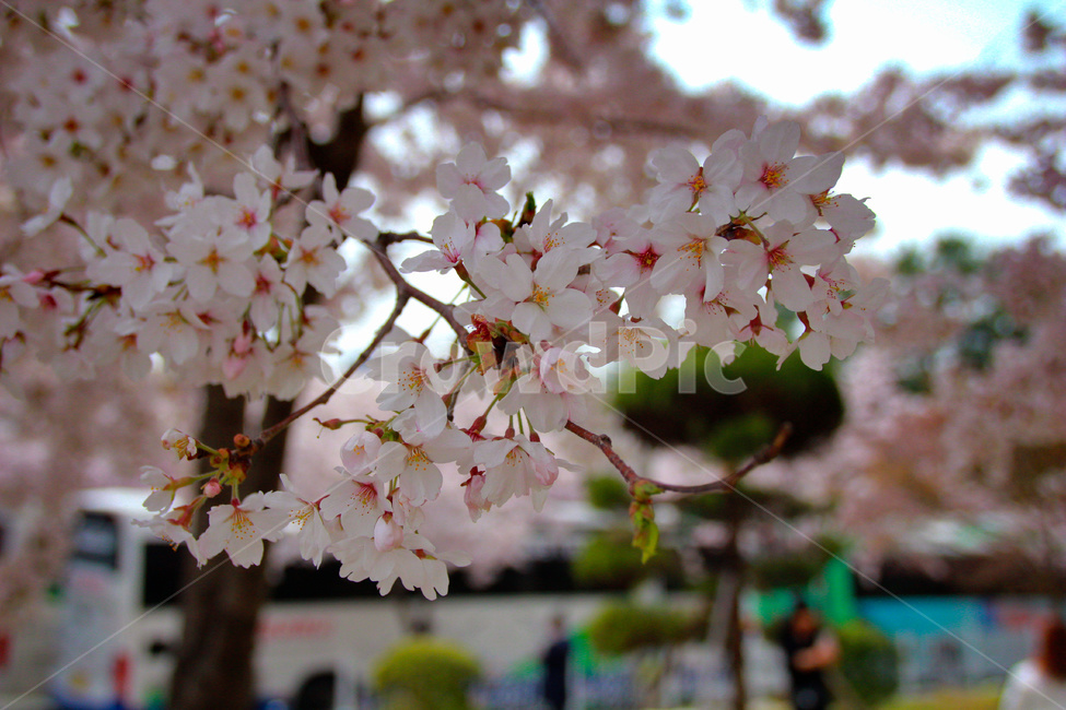 진해,군항제,벚꽃,벚꽃나무,벚꽃잎,봄,벚꽃축제,flower,식물,분홍벚꽃,봄벚꽃
