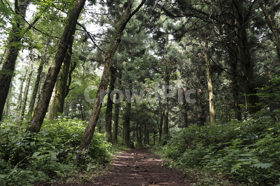덩쿨,자연,감성,힐링,초록,초록빛,빛,숲,숲길,길,오름,제주도,제주,나무