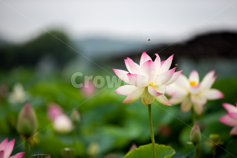 연꽃,여름,연잎,자연,풍경,꽃,flower
