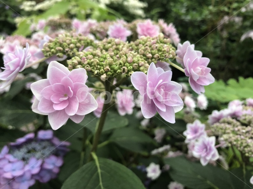 수국,꽃,식물,자연,수목원,식물,자연,plants,nature,꽃,flower