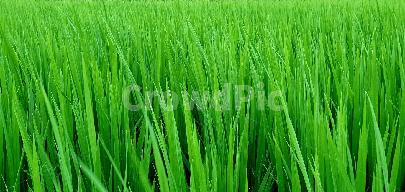 시골논,논,벼,초록잎,풀,농업,농사,agriculture,farming,farming industry