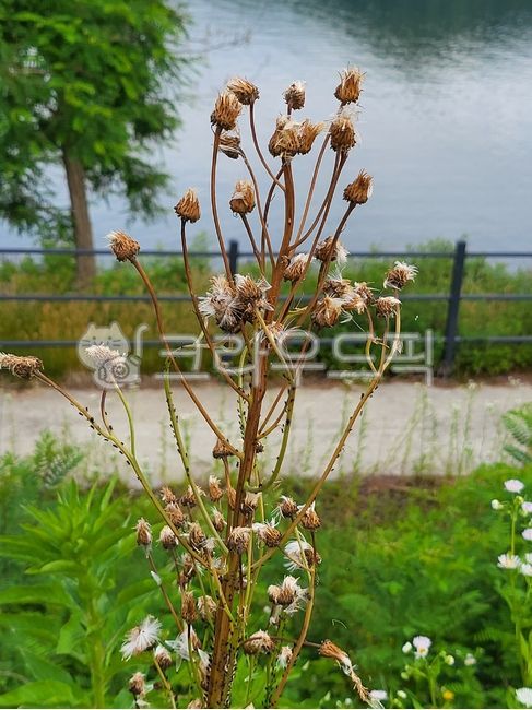 Dogwood,flower,dead flower,bug,pest,water,lake,Uiam Lake,Soyang River