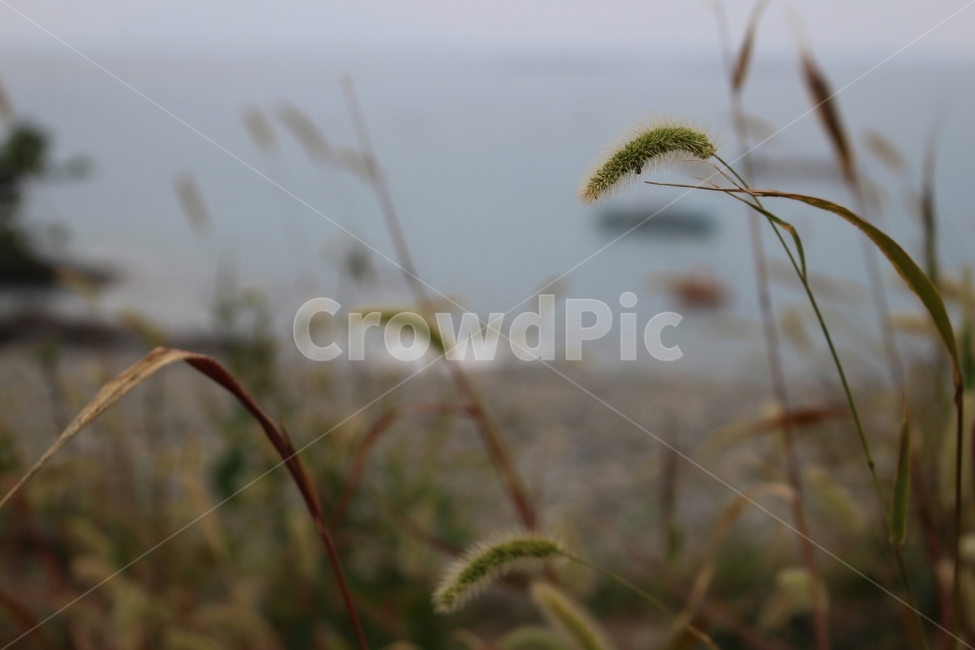 강아지풀,가을,여름,하늘,바다,자연,nature,landscape,계절,fall,autumn,season,summer