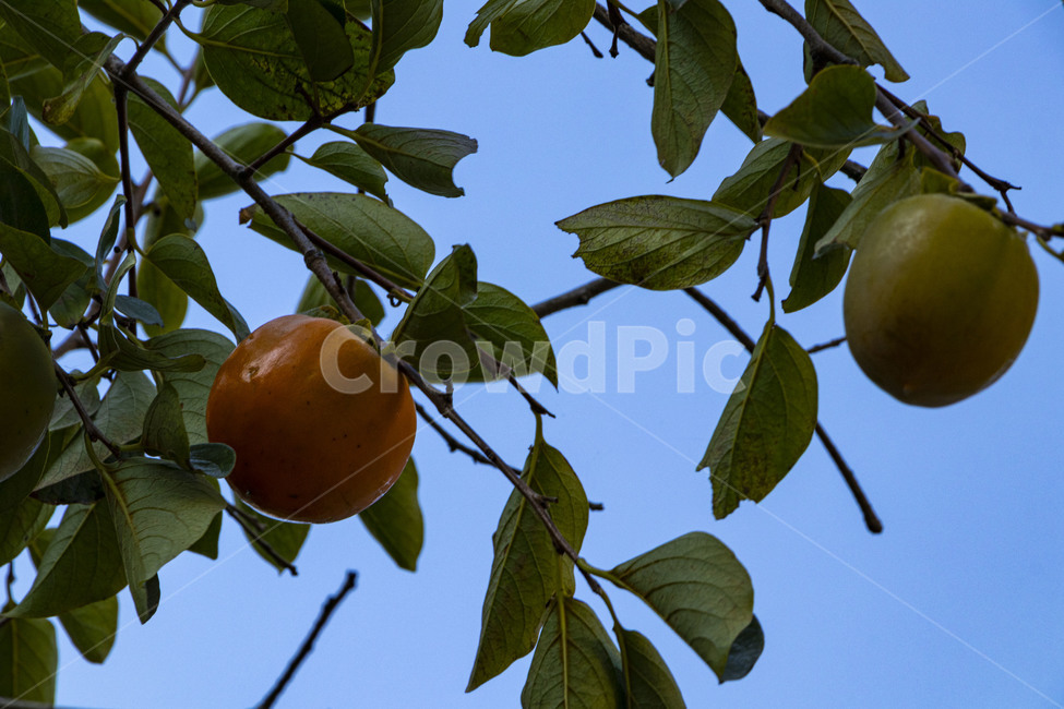 감,감나무,감나무열매,감열매,persimmon,persimmontree,홍시