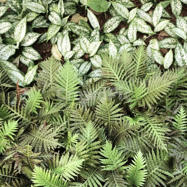 plant,식물,leaf,잎,나뭇잎,나무,tree,green,식물,자연,plants,nature