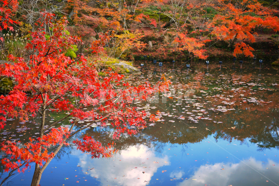 일본,사가,미후네야마,정원,단풍,가을,구름,반영,식물,나무,tree,maple,일본풍경,가을,계절,fall,autumn,season,식물,자연,plants,nature,plant,leaf,잎