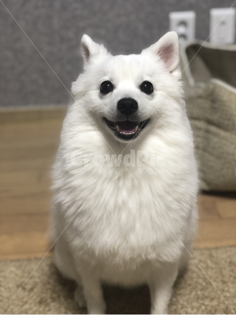 강아지,개,반려동물,애완동물,동물,스피츠,흰색,하얀개,눈,웃는개,해피,동물,animal,포유류,mammal,개,강아지,dog,doggy