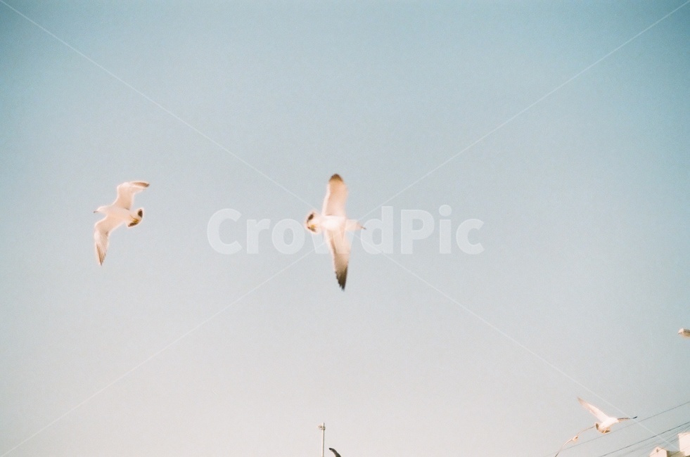 새,하늘,자연,sky,natural,동물,animal,조류,새,birds