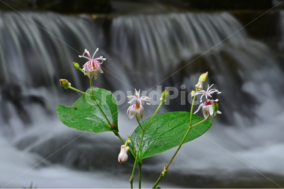 plant,식물,blossom,flower,꽃,야생화,뻐꾹나리꽃,뻐꾹나리,흰뻐꾹나리