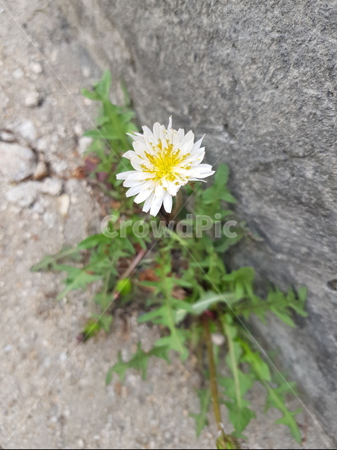봄꽃,들꽃,꽃,민들레,흰민들레,토종민들레,나들이