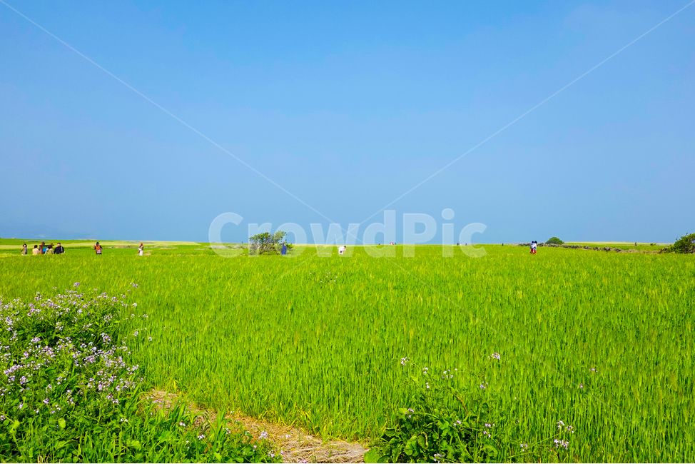 제주도,청보리,밭,옥외,들,감성사진,한국자연풍경,자연,풍경,nature,landscape