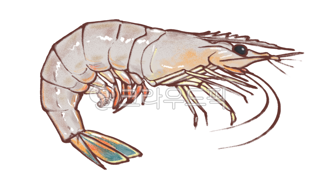 동물,무척추동물,해양생물,새우,해물,shrimp,sealife,seafood,food,음식,animal,일러스트,그림,해산물,식재료,어시장,낙씨,어업,생성,png,손그림,식품