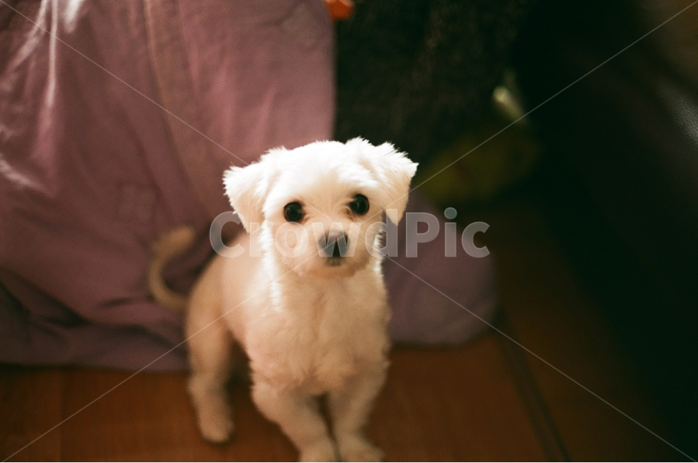 코코,강아지,귀여움,반려견,말티즈,동물,animal,포유류,mammal,개,강아지,dog,doggy