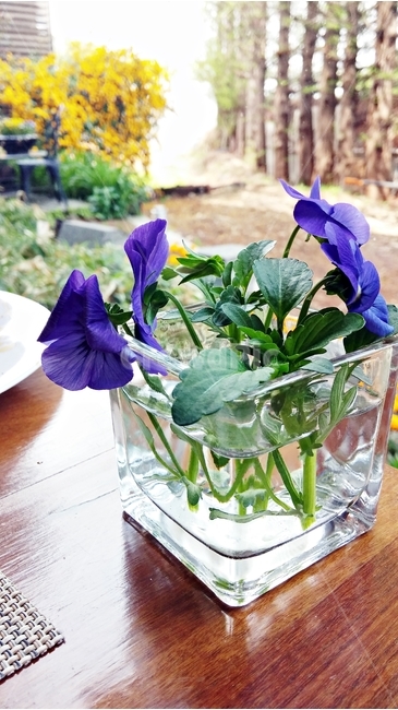 꽃,보라꽃,화병,노란꽃,식물,자연,카페,테이블,마당,식물,자연,plants,nature,꽃,flower