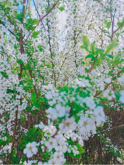 식물,plant,꽃,나무,풍경